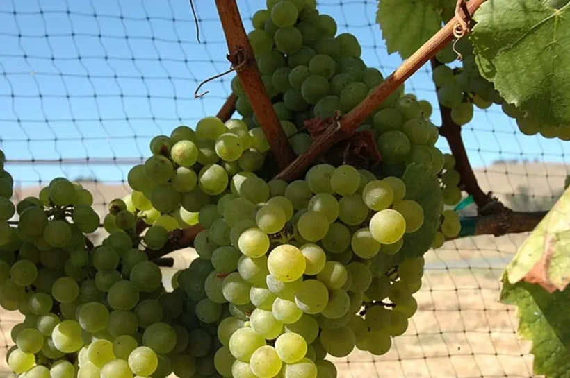 chardonnay