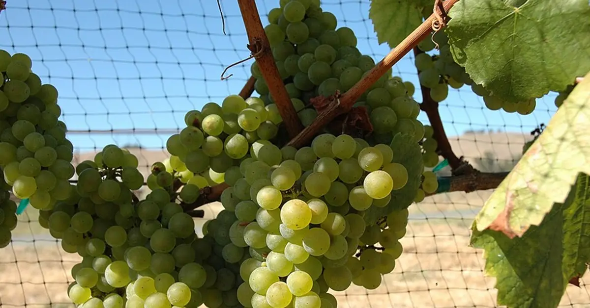 chardonnay