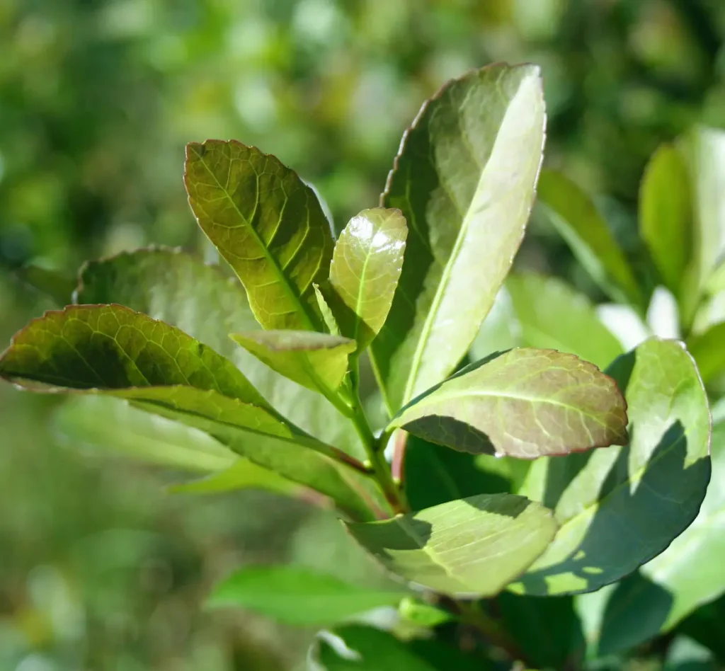 yerba